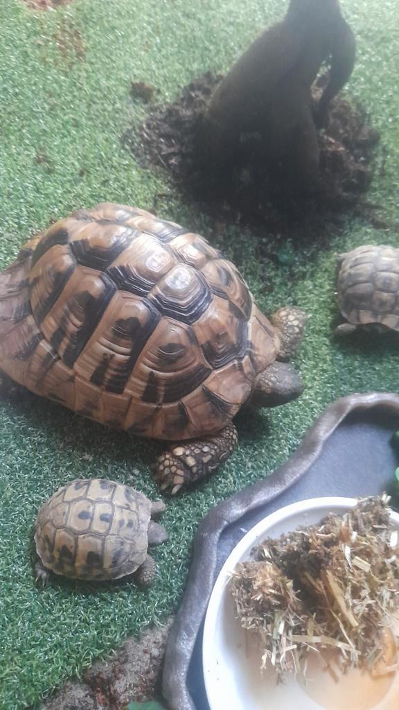 Grote schildpad 10 jaar oud te koop! Tortoise - male for sale from John