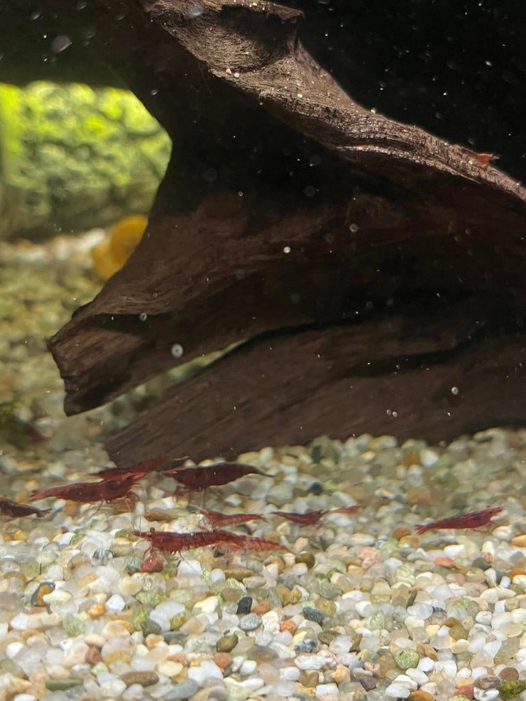 Rode Cherry garnalen, op kraanwater, Dieren en Toebehoren, Vissen | Aquariumvissen, Kreeft, Krab of Garnaal, Zoetwatervis, Schoolvis