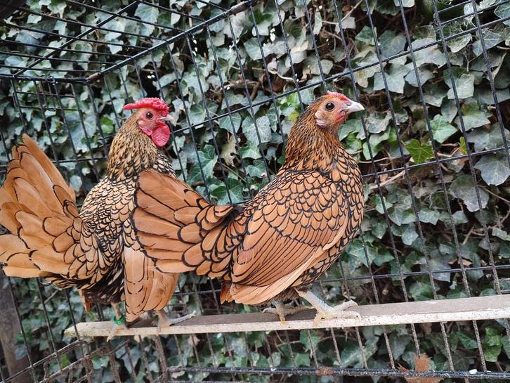 Sebright kriel kippen., Dieren en Toebehoren, Pluimvee, Kip, Meerdere dieren