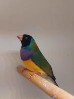 Gouldamadine man, Dieren en Toebehoren, Mannelijk