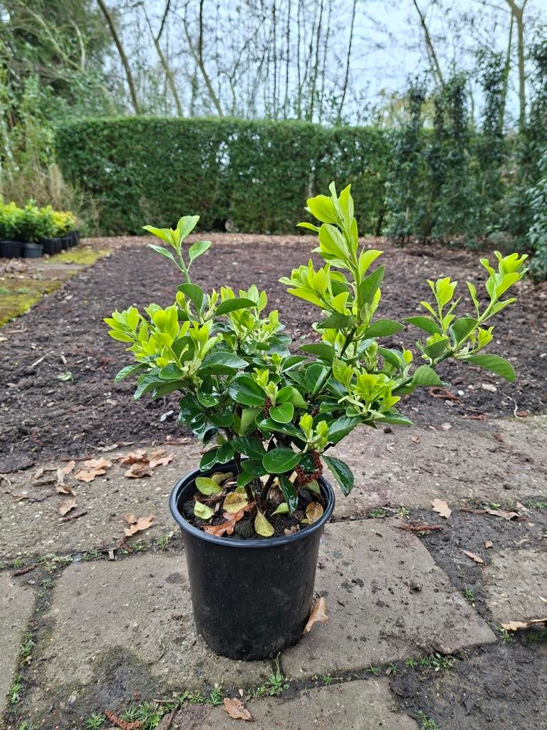 Euonymus japonica, Ophalen, Overige soorten, Halfschaduw