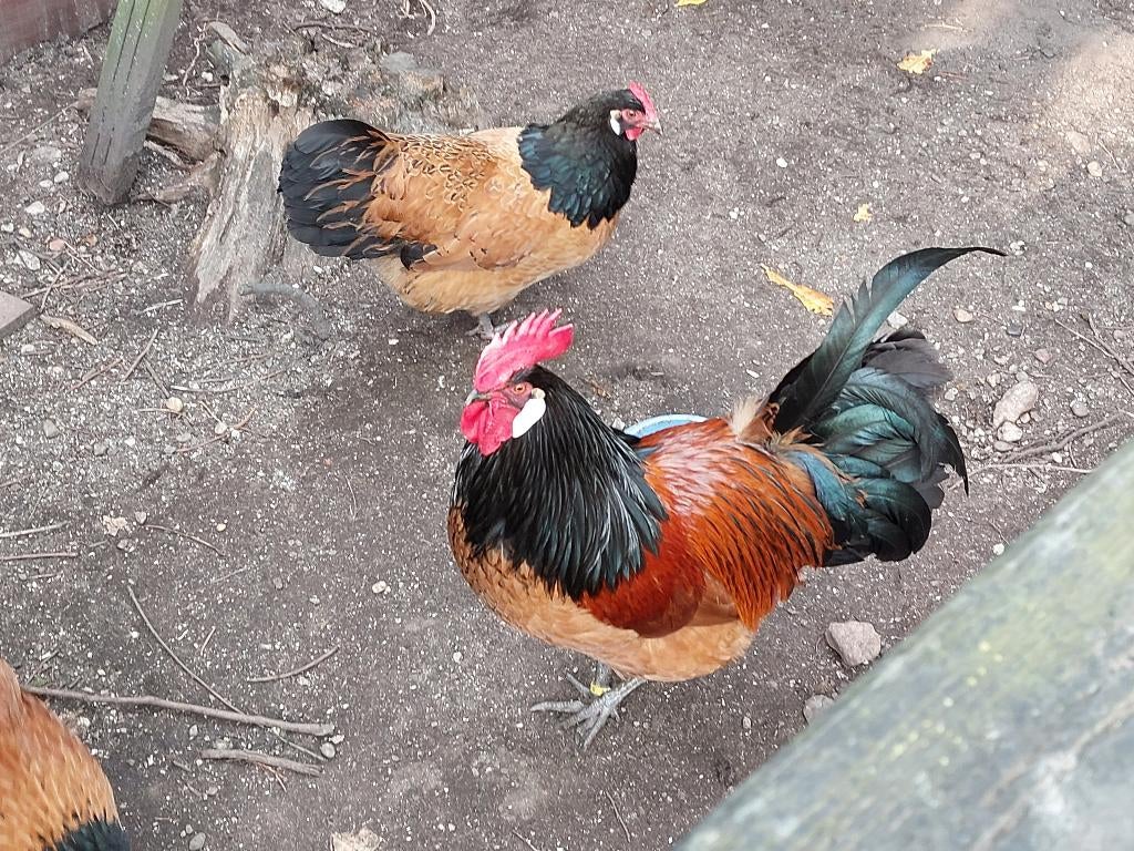 Broedeieren ei Vorwerk hoen kip, Dieren en Toebehoren, Pluimvee, Geslacht onbekend, Kip