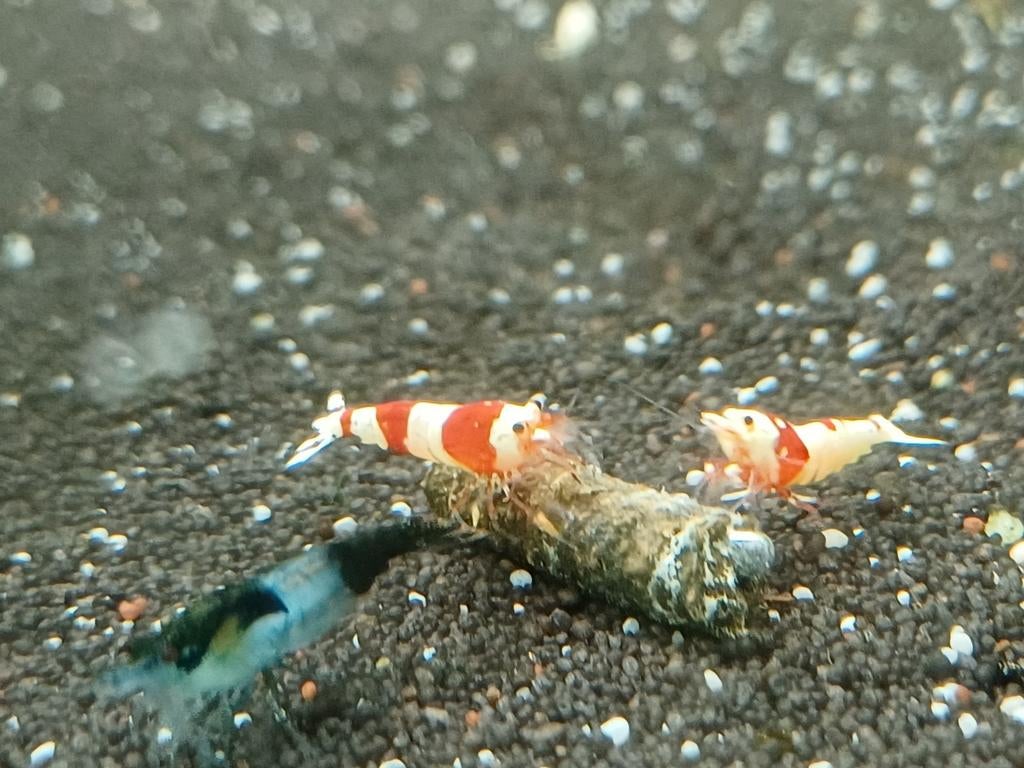 Hobbyaquarium Green Rilli garnalen, Kreeft, Krab of Garnaal, Zoetwatervis, Schoolvis