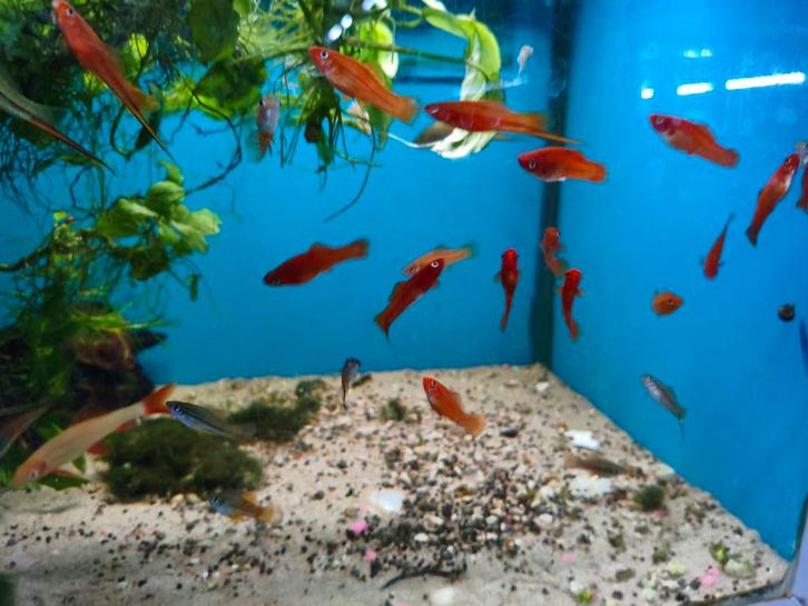 Zwaarddrager eigen kweek, Dieren en Toebehoren, Vissen | Aquariumvissen, Zoetwatervis, Vis