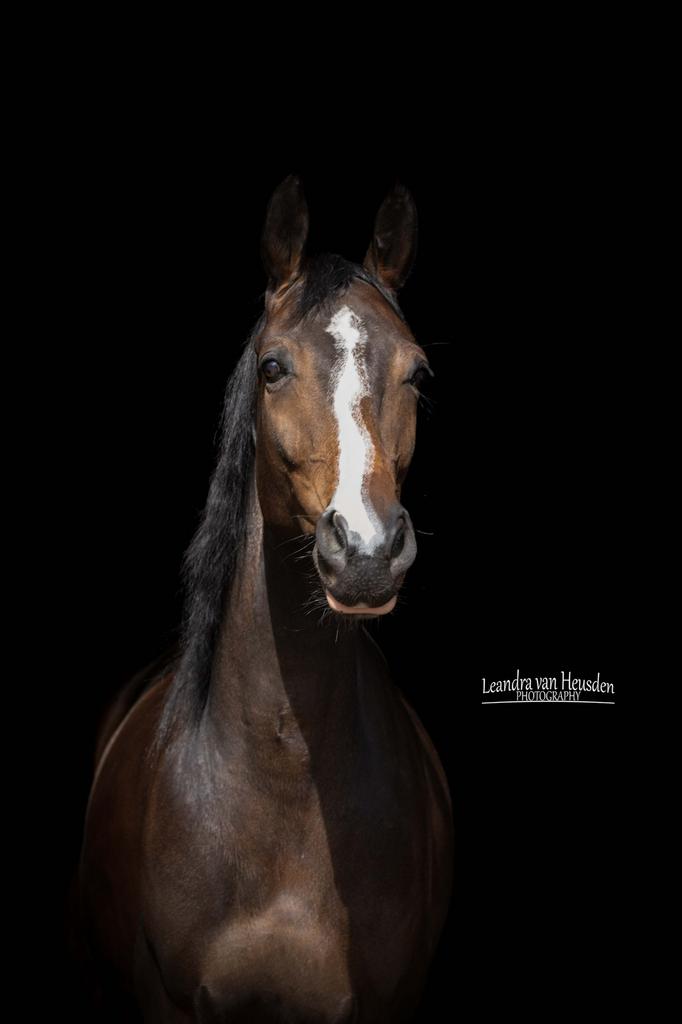 Lieve merrie, Dieren en Toebehoren, Paarden, Merrie, B, 7 tot 10 jaar, 160 tot 165 cm