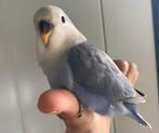 Tamme jonge agapornis roseicollis., Dieren en Toebehoren, Vogels | Parkieten en Papegaaien, Meerdere dieren, Dwergpapegaai of Agapornis