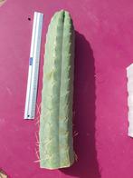 Top Trichocereus pachanoi, San Pedro., Huis en Inrichting, Kamerplanten, Verzenden, Cactus, Minder dan 100 cm, Bloeiende kamerplant