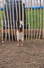 Indische loopeend Woerden, Mannelijk, Eend