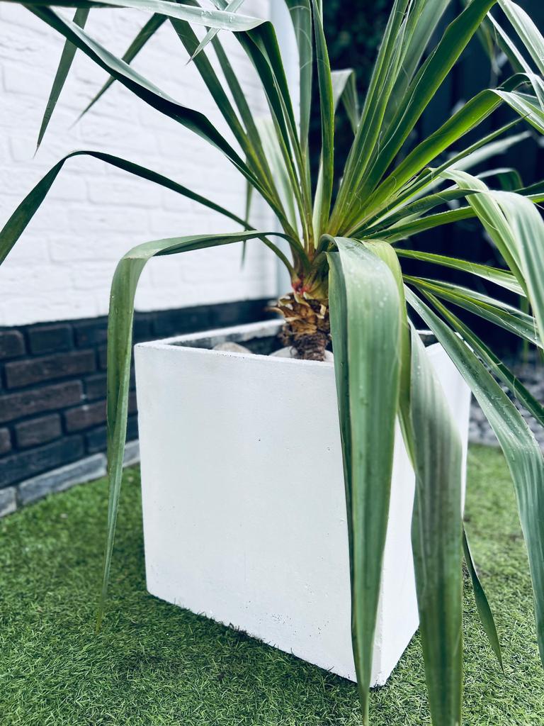 Yucca/palmlelie  in grote witte plantenbak, Tuin en Terras, Bloembakken en Plantenbakken, Ophalen of Verzenden, Rond, Kunststof