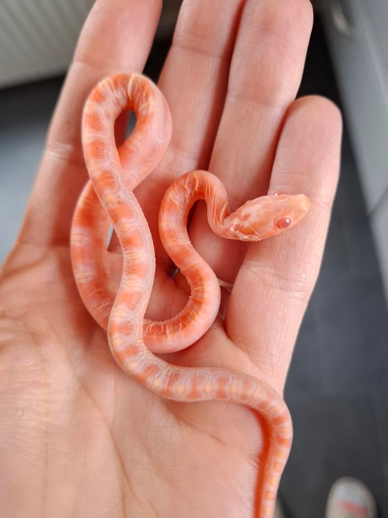 Pantherophis guttatus ~ Amel scaleless het motley Rat Snake - unknown for sale from Daphne