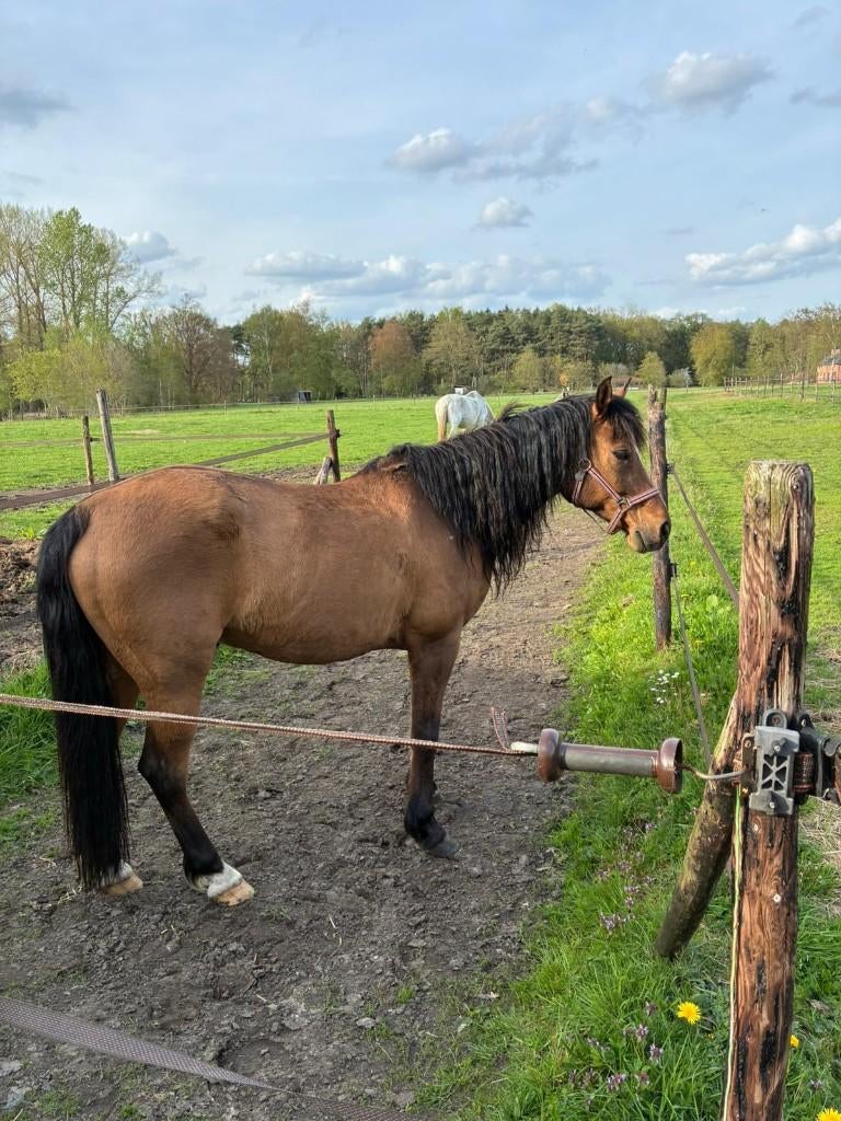 Brave kruising fjord en springpaard, Merrie, Recreatiepaard, Met stamboom, 11 jaar of ouder