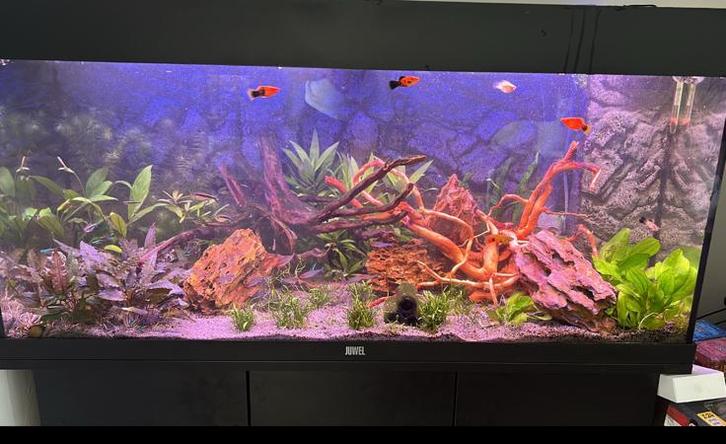 Aquarium Juwel + Meubel, Dieren en Toebehoren, Vissen | Aquaria en Toebehoren, Gebruikt, Leeg aquarium, Ophalen