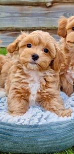 Prachtige boomer x toy poedel pups, Parvo, Nederland, 8 tot 15 weken, Meerdere