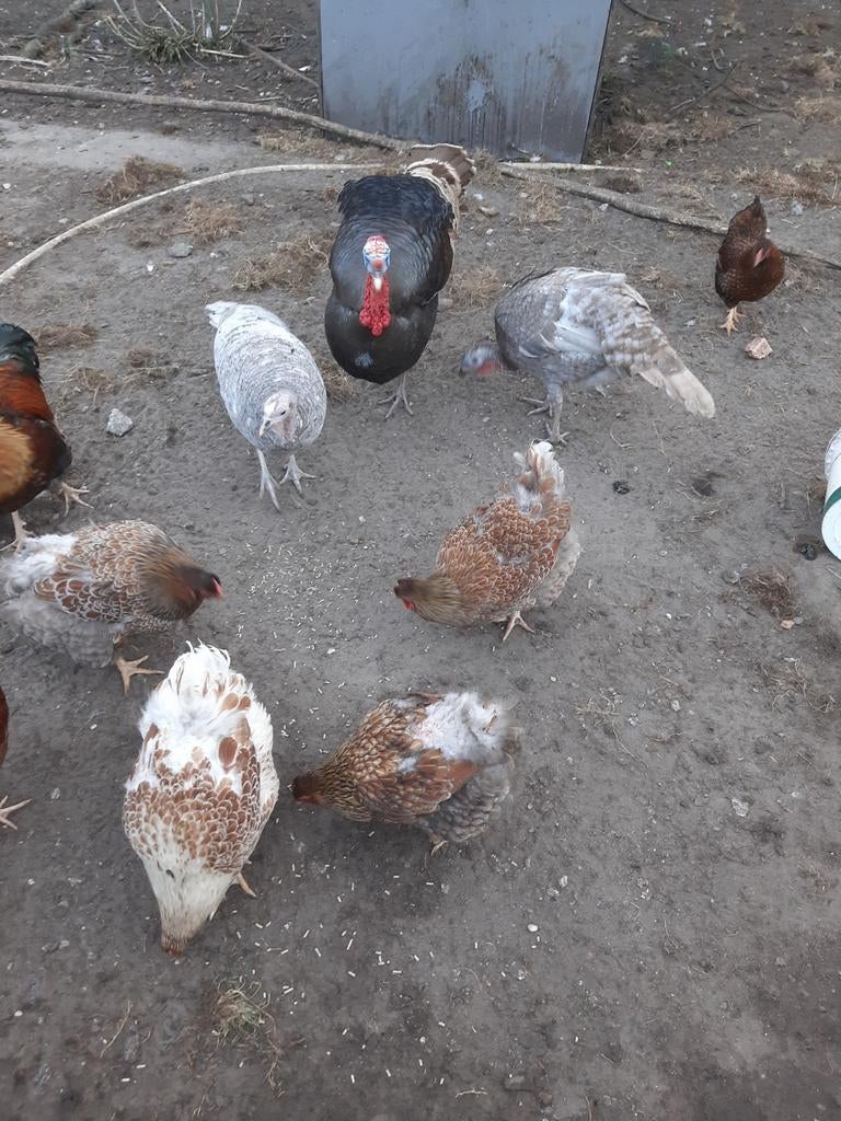 broedeieren   kalkoenen  brons kalkoen x blauwe kalkoen, Geslacht onbekend, Kalkoen