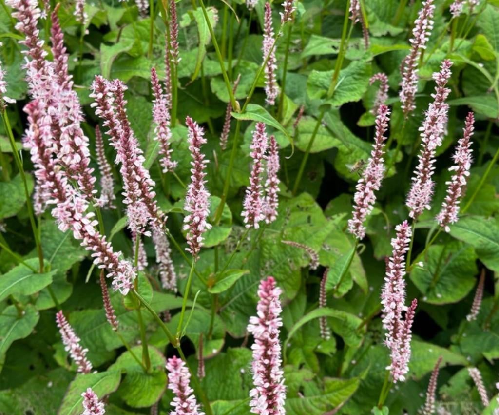 Flinke pol "roze duizendknoop" (Persicaria), Tuin en Terras, Planten | Tuinplanten, Volle zon, Vaste plant, Zomer, Ophalen