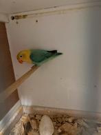 Agapornis fischeri, Dieren en Toebehoren, Vogels | Parkieten en Papegaaien, Meerdere dieren, Dwergpapegaai of Agapornis