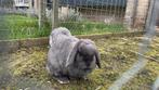 Hollandse dwerghangoor, Dieren en Toebehoren, Konijnen, Meerdere dieren, Dwerg, Hangoor, 3 tot 5 jaar