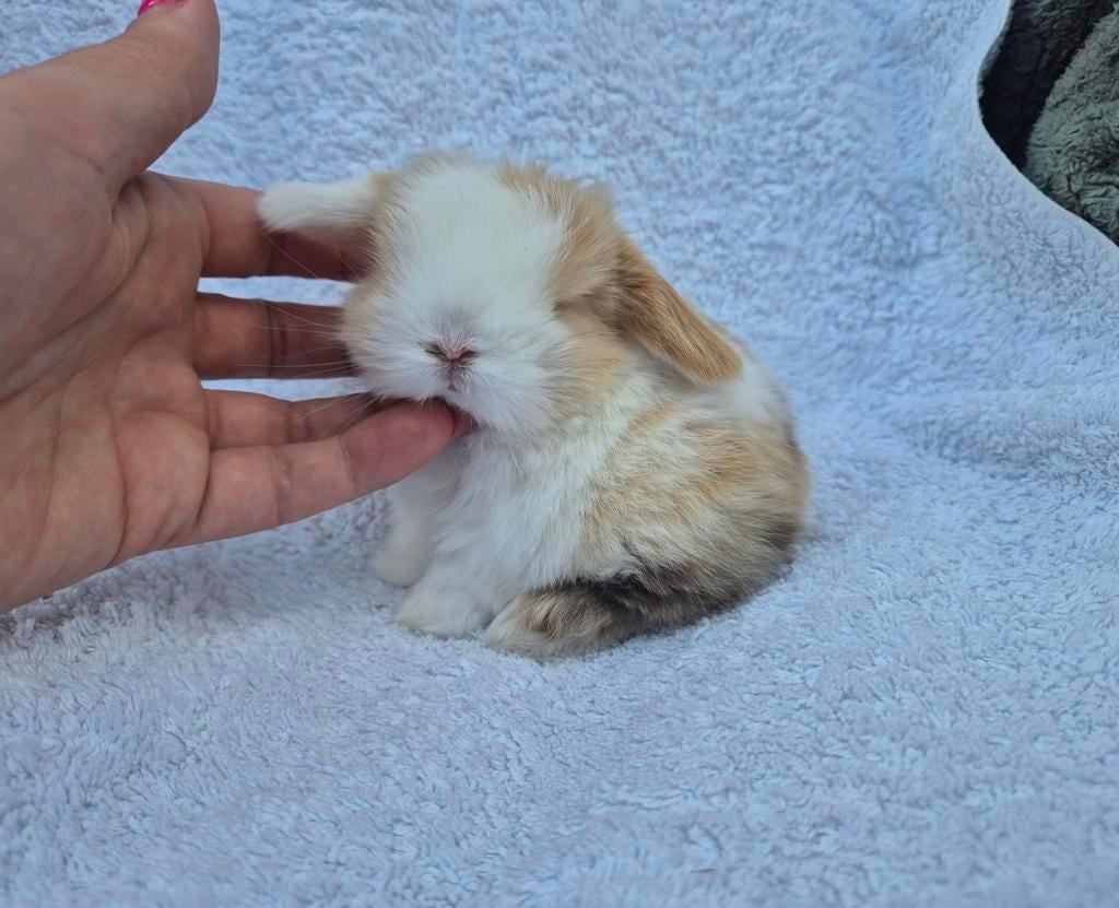 Geweldig mooi Raszuiver Minilop Rammetje Choco harli split, Mannelijk, Dwerg, Hangoor, 0 tot 2 jaar