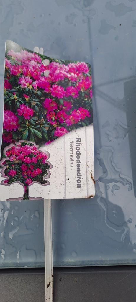 Leegverkoop vaste planten - Rhododendrons, Tuin en Terras, Ophalen