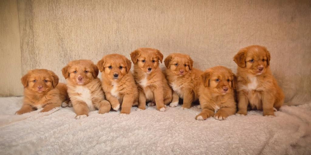 Super lieve, enthousiaste raszuivere Toller pups!, Parvo, Overige rassen, 8 tot 15 weken, Meerdere