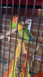 koppel agapornissen 80€, Dieren en Toebehoren, Vogels | Parkieten en Papegaaien