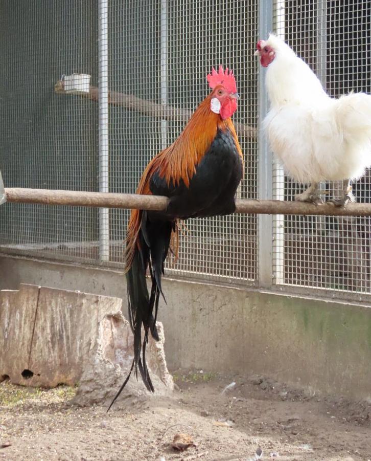 Comet, goudpatrijs phoenix kriel haan TEAB, Dieren en Toebehoren, Pluimvee, Kip, Mannelijk