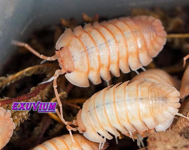 Armadillidium pallasii Orange (Corfu) isopods/pissebedden, Overige soorten
