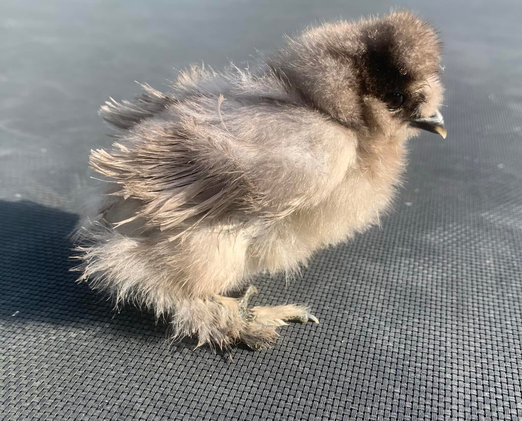 USA zijdehoen kuikens (hennetjes), Dieren en Toebehoren, Vrouwelijk, Kip