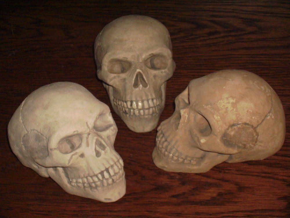 kleine Schedels mens KLEUR NAAR WENS menselijke Skulls SMALL, Ophalen of Verzenden, Nieuw