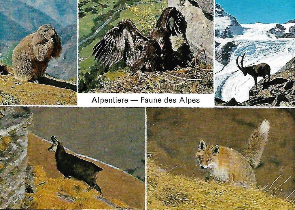 Dieren in de Alpen- -5-luik., Verzenden, 1980 tot heden, Gelopen, Wild dier