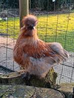 Hanen Brahma en zijdehoen, Dieren en Toebehoren, Pluimvee, Mannelijk, Kip