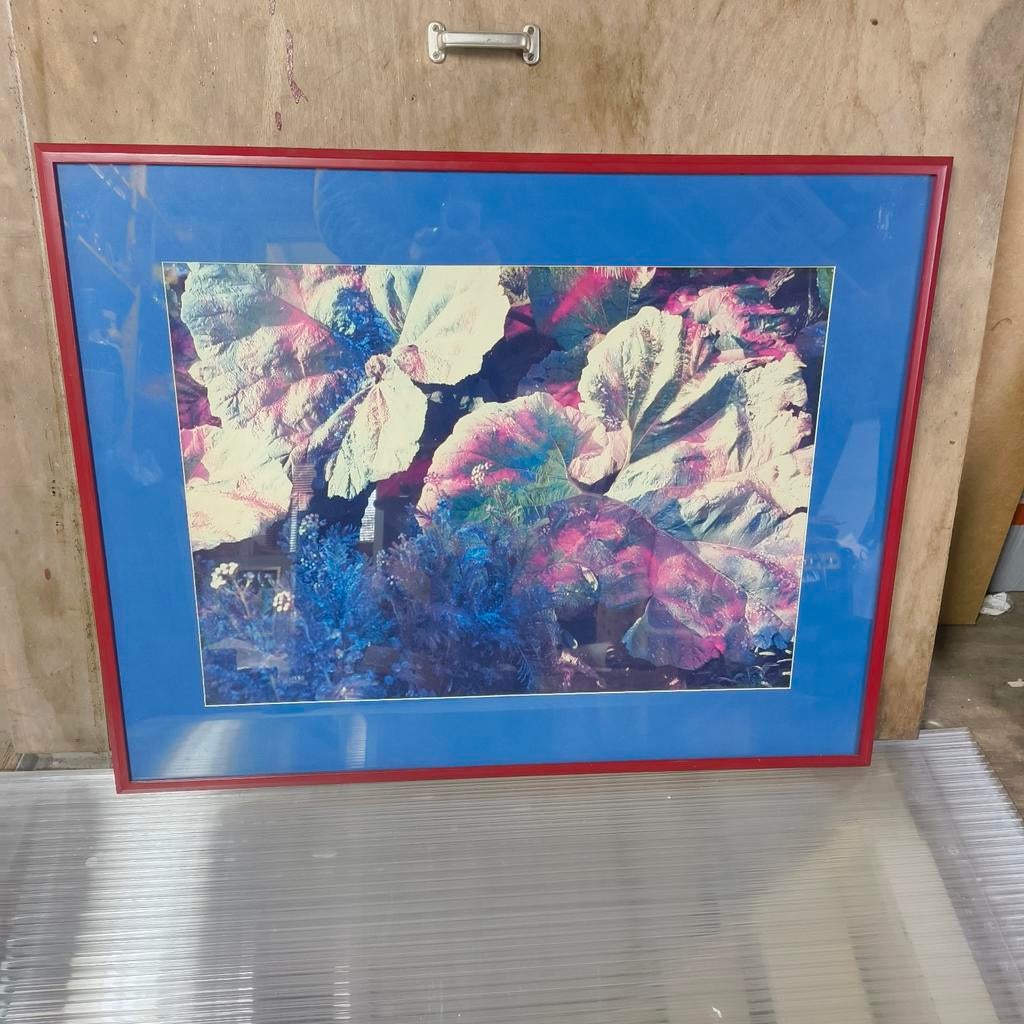 Han Jansen foto ingekleurd Hoefblad gesigneerd, Ophalen of Verzenden