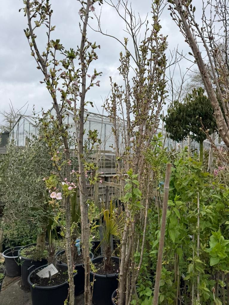 Hoe ksn dit japanse sierkers zuil vorm vol in knop hoog 275, Tuin en Terras, 250 tot 400 cm, Zomer, Zuilboom, Ophalen