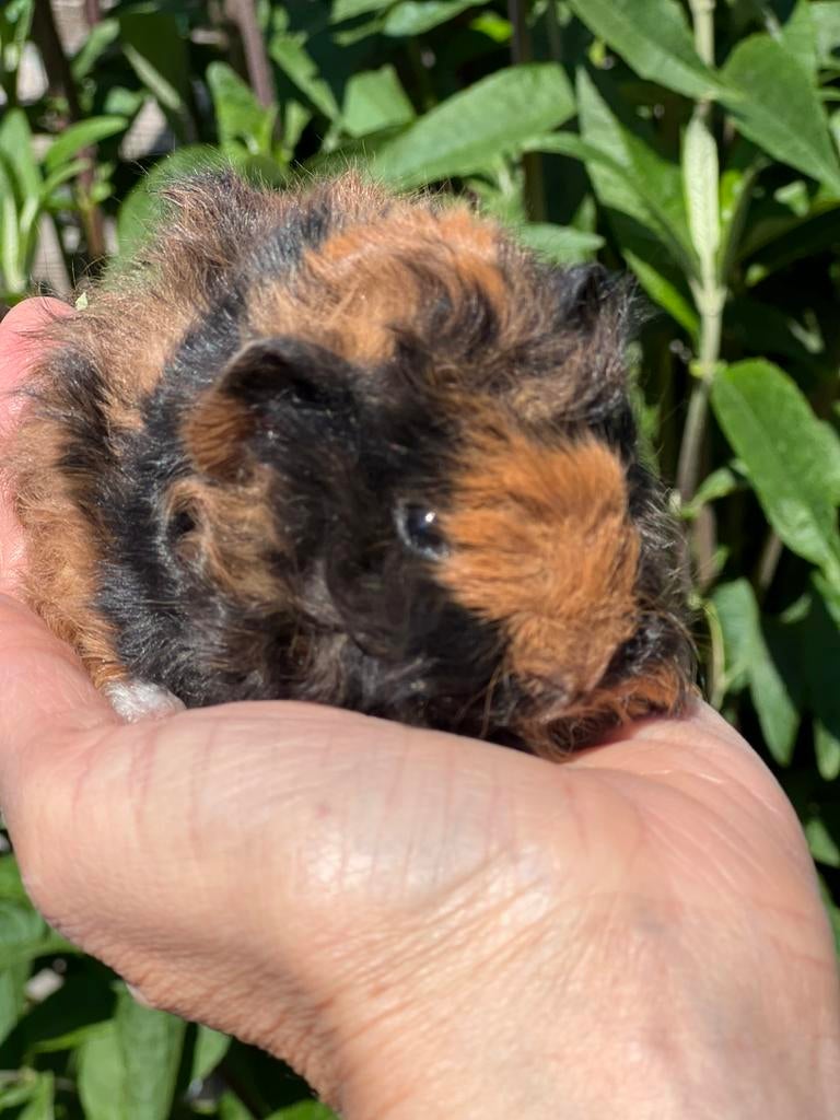 CH teddy / Lunkarya roodbruin / zwart, Cavia, April, Vrouwelijk, Tam