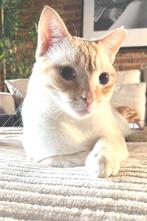 Red Point Siamees X Ralph (in België,  herplaatsing) SPOED, Dieren en Toebehoren, Kater, 3 tot 5 jaar