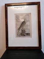 Kopergravure Leclerc, Buffon 1770 Le Gerfaut Giervalk Valk, Ophalen of Verzenden