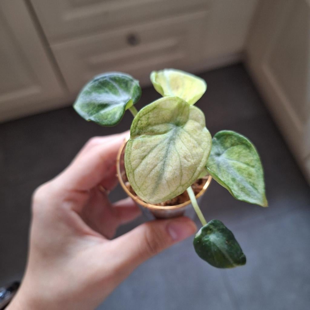 Alocasia Ninja Tricolor, Ophalen of Verzenden, Halfschaduw, Minder dan 100 cm