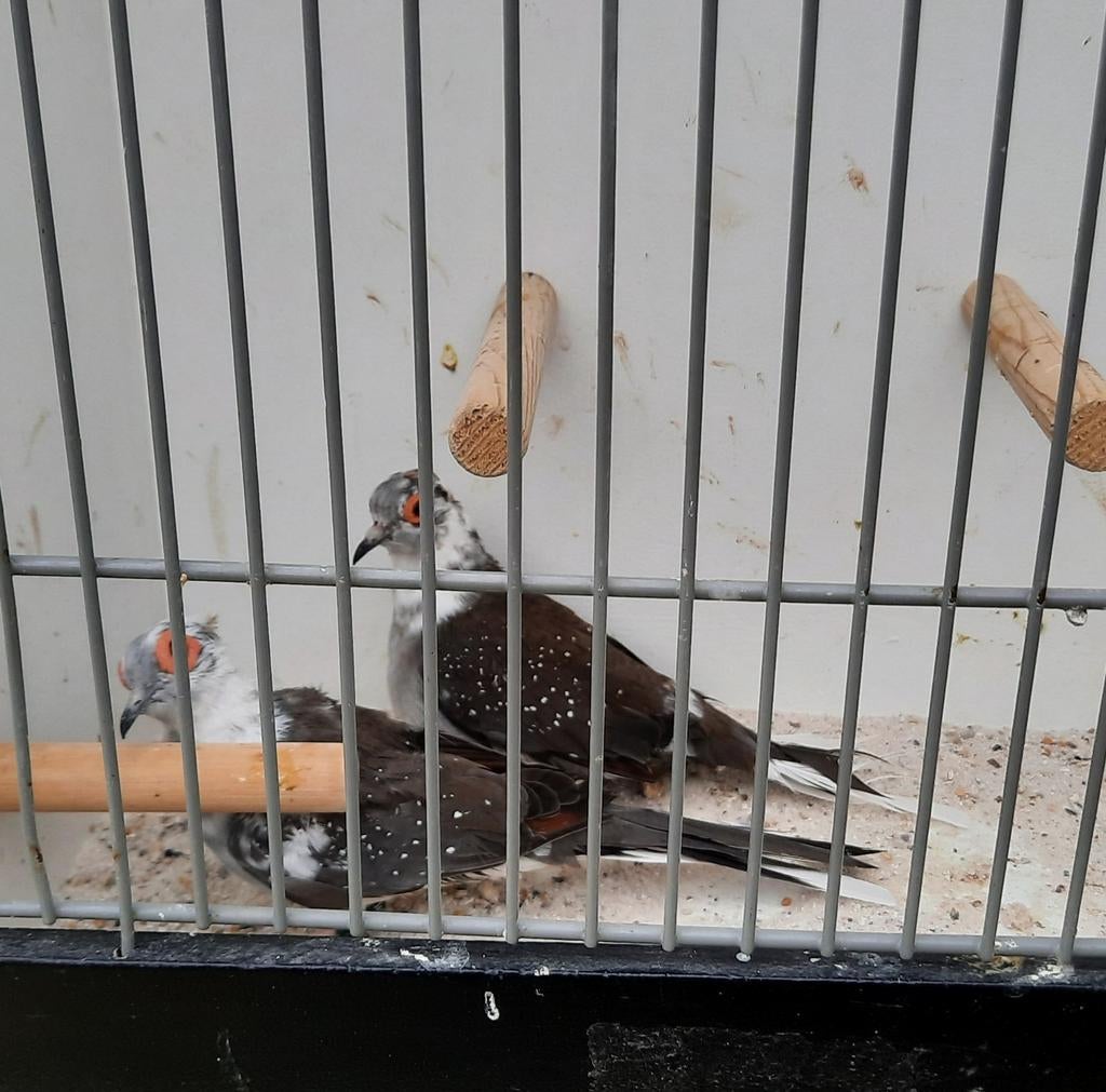 Koppel bonte diamant duifjes, Meerdere dieren, Tropenvogel, Geringd