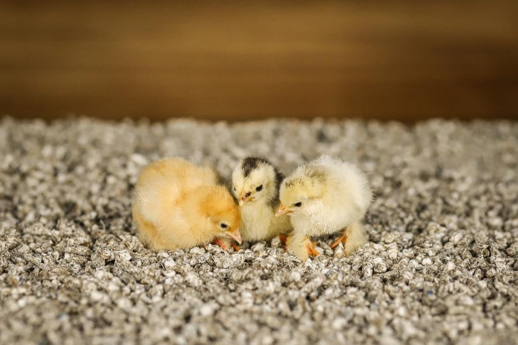 Cochin kriel kippen kuikens | Gesekst en Ingeënt, Vrouwelijk, Kip