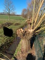 GRATIS knotwilg takken wilgentenen. Ze zijn er weer., Bloeit niet, Overige soorten, Minder dan 100 cm, Ophalen