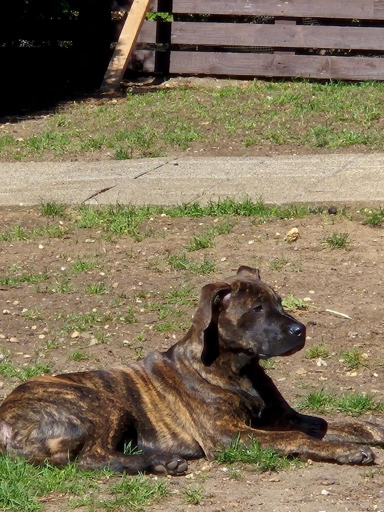 Presa Canario/ Rottweiler pup, 8 tot 15 weken, Teef, Parvo, Eén hond