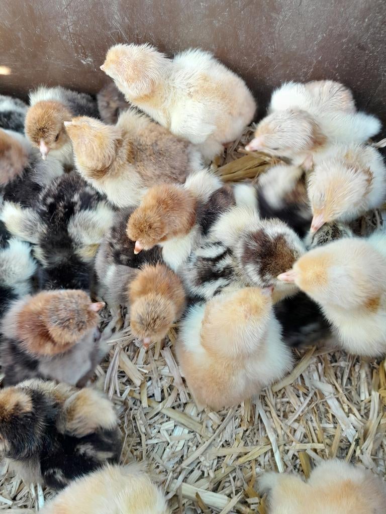 Brahma kuikens, Geslacht onbekend, Kip