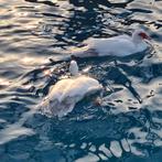 Twee vrouwtjes muskus eenden, ongeveer drie jaar., Dieren en Toebehoren, Vrouwelijk, Eend