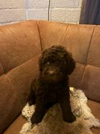 Labradoodle pups prachtige kleur, Overige rassen, 8 tot 15 weken, Parvo, Meerdere