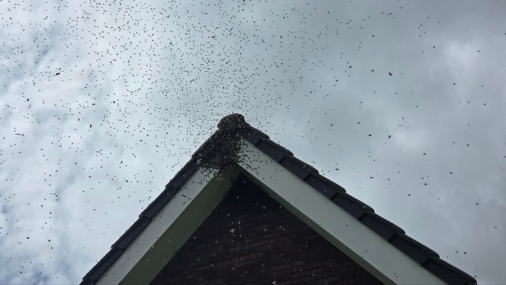 Bijenzwerm, Dieren en Toebehoren, Insecten en Spinnen, Bijen