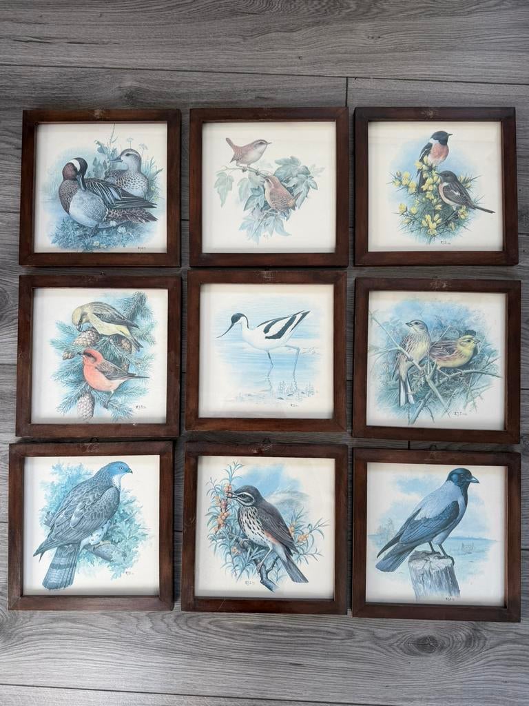 9 vintage jaren 70/80 vogelprenten incl houtje lijst, Ophalen of Verzenden