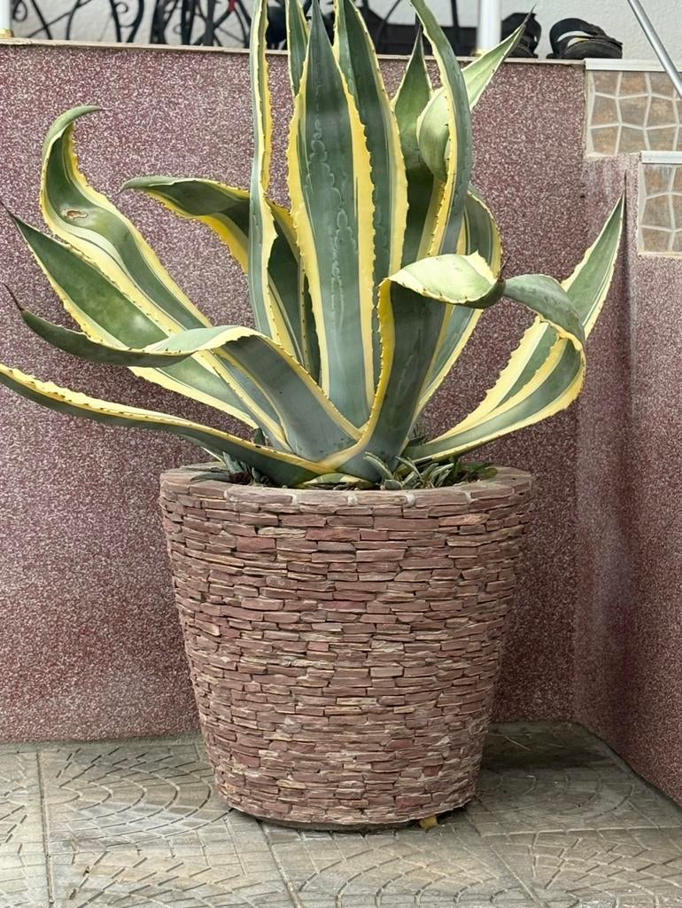 Bloempot van natuursteen, Tuin en Terras, Bloempotten, Steen, 40 cm of meer, Rond, Nieuw