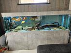 Compleet aquarium 260x60x70cm nieuwstaat!, Ophalen, Zo goed als nieuw, Gevuld zoetwateraquarium