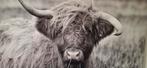 Canvas print Schotse Hooglander - Sweet Living 120x80cm, Ophalen of Verzenden, 100 tot 125 cm, 75 cm of meer, Print