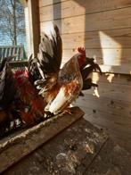 Krielhaantjes/ Serama, Dieren en Toebehoren, Pluimvee, Meerdere dieren, Kip